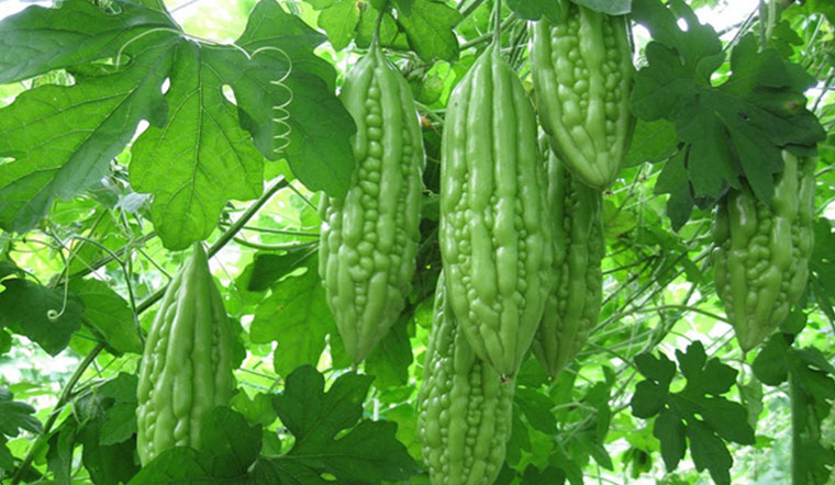 KHỔ QUA TRÁI (MƯỚP ĐẮNG)